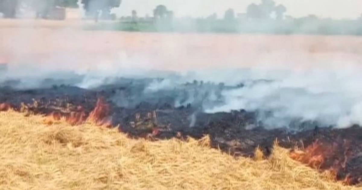 Farmers in Punjab's Bathinda burn stubble, say not left with any other choice